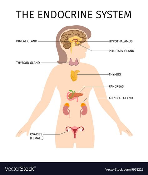 Adrenal Dysfunction, Human Body Organs, Adrenal Support, Adrenal Health, Thyroid Medication, Pituitary Gland, Fatigue Syndrome, Adrenal Glands, Adrenal Fatigue