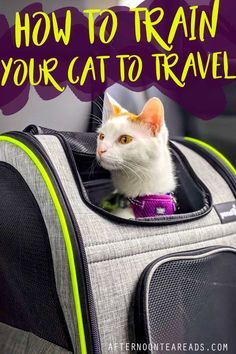 How To Travel With A Cat In A Car, How To Travel With A Cat, Traveling With Cats In Car, Cat Travel Essentials, Travel With Cat, Cat Training Tips, How To Train A Cat, Traveling With A Cat, Training A Cat