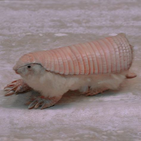 𝐜𝐨𝐦𝐦𝐨𝐧 𝐧𝐚𝐦𝐞: pink fairy armadillo / pichiciego 𝐬𝐜𝐢𝐞𝐧𝐭𝐢𝐟𝐢𝐜 𝐧𝐚𝐦𝐞: Chlamyphorus truncatus 𝐭𝐲𝐩𝐞: mammal 𝐝𝐢𝐞𝐭: omnivore 𝐬𝐢𝐳𝐞: 3.5in - 4.5in tall 𝐰𝐞𝐢𝐠𝐡𝐭: 120g (4.2 oz) Cute Armadillo, Pink Fairy Armadillo, Fairy Armadillo, Strange Animals, Pink Fairy, Scientific Name, Unusual Animals, Silly Animals, Like Animals