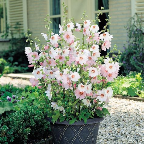 Mallow Plant, Mallow Flower, Container Gardening Flowers, Cottage Garden Plants, Garden Shrubs, Container Flowers, Plant Nursery, Large Plants, Garden Cottage