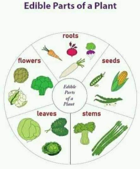 Plant Chart, Plant Lessons, Plants Worksheets, Planting For Kids, Plants Unit, Plant Activities, Food Activities, Plant Life Cycle, Science Projects For Kids