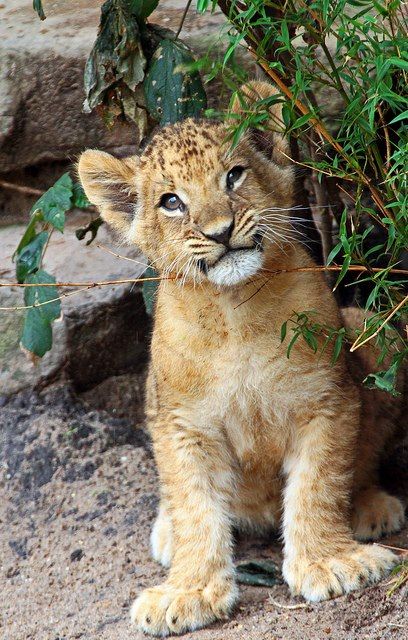 Cute Lion, Lion Cub, Baby Lion, Hyena, Cute Animal Pictures, Sweet Animals, Animal Photo, Exotic Pets, Funny Animal