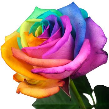 Single Happy Rainbow Rose Luxury Bouquet, Rainbow Pictures, Rose Delivery, Happy Rainbow, Rose Flower Pictures, Rose Online, Rainbow Roses, Single And Happy, Beautiful Rose Flowers