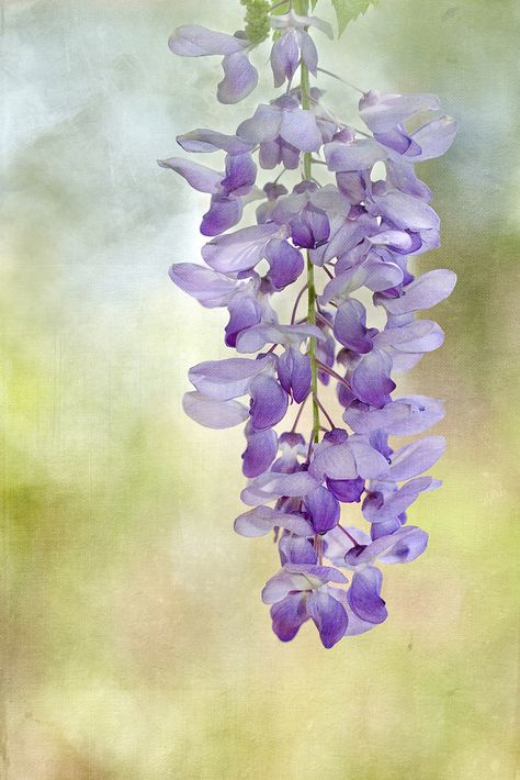 Textured Wisteria | For 52 photos group Week 4- textures. A … | Flickr Hebrews 2, Apostolic Pentecostal, Acts 2, Revelation 2, Prayer Group, Gods Word, Plant Ideas, China Painting, Holy Ghost