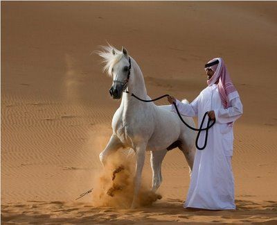 Arabian horse Arabic Horse, Arabian Desert, Arabian Stallions, Arabian Peninsula, Beautiful Arabian Horses, Riding Horse, Arabian Beauty, Most Beautiful Horses, Most Beautiful Animals