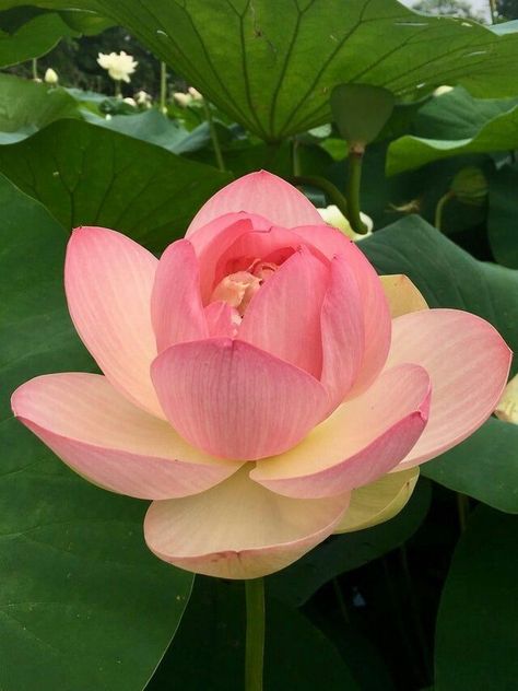 Zoya Core, Lotus Flower Seeds, Fruit Bearing Trees, Sacred Lotus, Plant Fungus, Flower Store, Flower Studio, Flower Therapy, Violet Flower