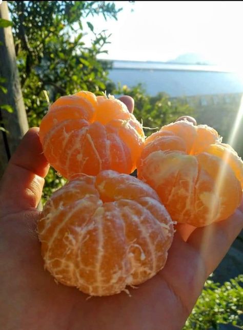 Frutas Fake Story, Tropical Fruit Photography, Mandarin Fruit, Orange Rind, Fruit Photography, Orange Aesthetic, Healthy Girl, Fruit Smoothie Recipes, Snap Food