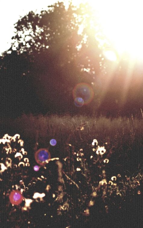 Lens Flare, Grasses, Landscape Photos, Pretty Pictures, Beautiful World, Life Is Beautiful, Wonders Of The World, Mother Nature, Picture Perfect