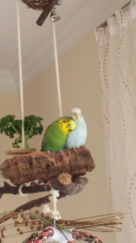 Parakeets, Wood