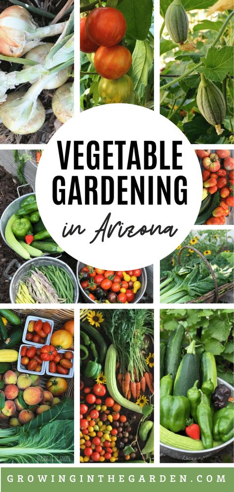 Desert Vegetable Garden, Gardening In Arizona, Beginning Gardening, Arizona Garden, Desert Gardening, Arizona Gardening, Start A Garden, Starting A Vegetable Garden, Gardening Planting