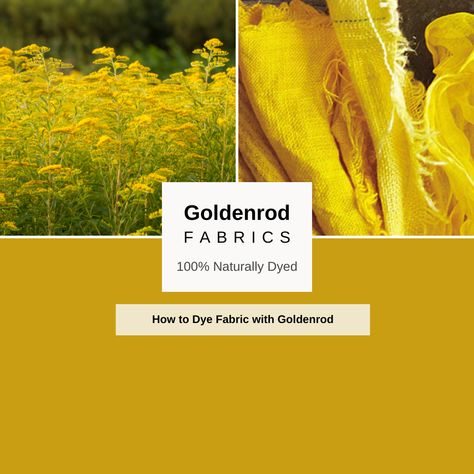 How to Dye Fabric Naturally with Goldenrod Dye Fabric, Garden Living, Naturally Dyed, How To Dye Fabric, Simple Living, Cottage Garden, Cottage, Dye, Yard