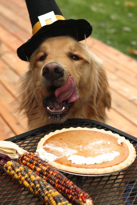 Very tasty! Turkey, Turkey, Turkey! Golden Retriever Thanksgiving, Holiday Dog Photos, Golden Retriever Names, Thanksgiving Photos, Dog Thanksgiving, Thanksgiving Pictures, Dog Calendar, Dog Photoshoot, Pet Holiday