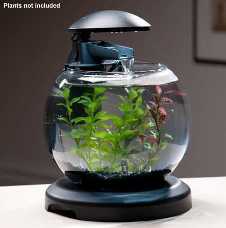 This design is lovely and more contemporary than the traditional goldfish bowl, Although small and suitable for small inverts or fish it could be a mini aquascape in the making.Brilliant as desk aquarium. Fish Bowl Centerpiece Wedding, Fish Bowl Aquarium, Bowl Aquarium, Unique Fish Tanks, Aqua Farm, Amazing Aquariums, Beta Fish, Fish Supplies, Aquarium Design