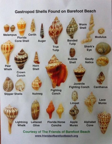 Shells Ideas, Seashell Identification, Shell Crowns, Types Of Shells, Art Coquillage, Wal Art, Ocean Treasures, Shell Crafts Diy, She Sells Seashells