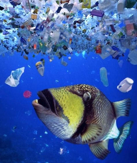 Pacific Garbage Patch, Plastic In The Sea, Marine Pollution, Ocean Pollution, Protest Art, Save Our Oceans, Bible Pictures, Water Pollution, Nature Conservation