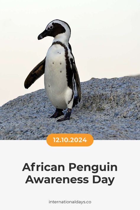 African Penguins are facing extinction due to loss of food sources, and South Africa is considering banning commercial fishing near their colonies to help the species. Penguin Awareness Day, African Penguin, Commercial Fishing, Wildlife Day, International Days, Endangered Species, Food Source, Emphasis, Penguins