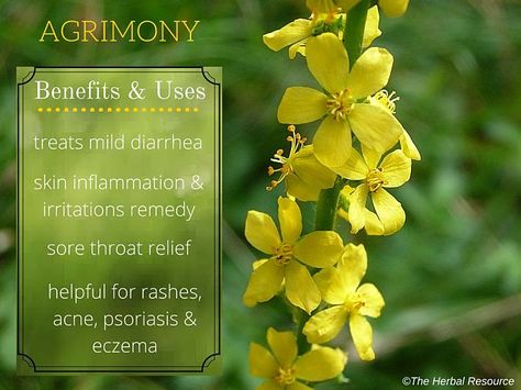 agrimony benefits Agrimony Benefits, Sore Throat Relief, Bach Flowers, Small Yellow Flowers, Bach Flower Remedies, Flower Remedy, Medicinal Herb, Herbs For Health, Cough Remedies