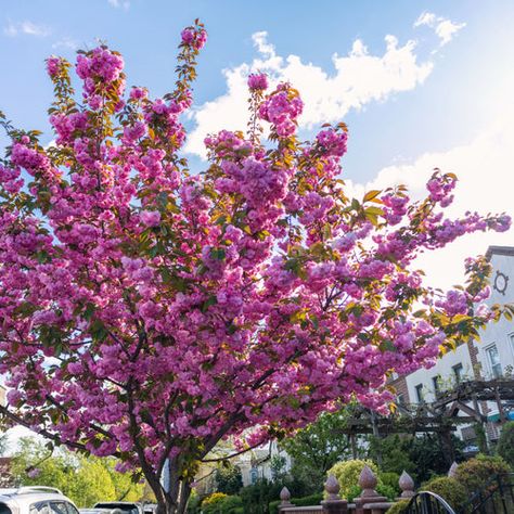 Kwanzan Cherry Tree, Green House Gardening, Ornamental Cherry, Prunus Serrulata, House Gardening, Japanese Cherry Tree, Sun Life, Flowering Cherry Tree, Pink Dogwood