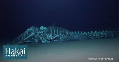 By sinking a dead whale to the bottom of the ocean and studying what comes to visit, scientists are learning more about how deep-sea ecosystems are related. Deep Sea Trench, Deep Sea Widgets, Deep Sea Photography, Deep Sea Horror, Hadal Zone, Deep Sea Aesthetic, Deep Sea Wallpaper, Whale Fall, Scary Ocean