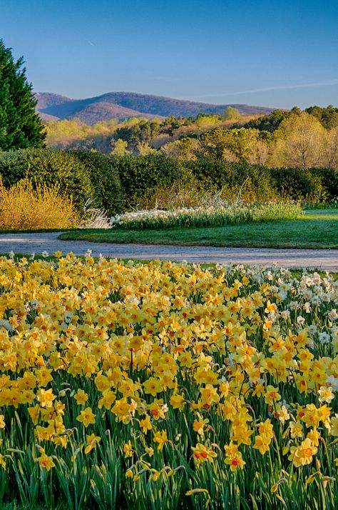 Gibbs Gardens, Rural Garden, Golden Daffodils, William Wordsworth, Travel America, Daffodil Bulbs, Beautiful Scenes, Yellow Daffodils, Summer Road Trip