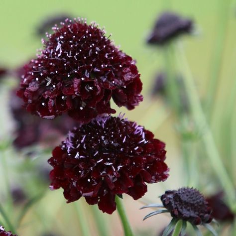 Buy sweet scabious Scabiosa atropurpurea 'Black Knight': Delivery by Waitrose Garden Scabiosa Atropurpurea, Alkaline Soil, Goth Garden, Flower Colour, Gothic Garden, Lawn Edging, Watering & Irrigation, Black Knight, Purple Plum