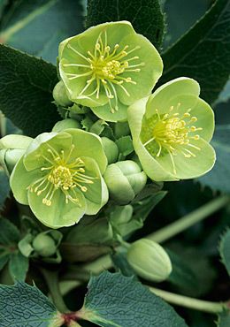 Helleborus x sternii - although Helleborus is mostly sold as a shade plant, and it will tolerate shade, this plant grows perfectly well in sunny locations where it produces more blooms. Helleborus Argutifolius, Surreal Garden, Lenten Rose, Green Wave, Shade Plants, Delphinium, Ranunculus, Exotic Flowers, Flower Beauty