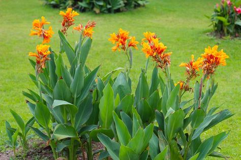 Cana Lillies, Canna Lily Garden, Canna Lillies, Canna Flower, Canna Lilies, Fast Growing Shrubs, Canna Lily, Master Gardener, Yard Design