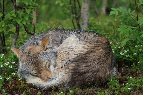 Wolf curled up in the flowers http://ift.tt/2fM1Aa3 Musician Illustration, Sleeping Wolf, Eurasian Wolf, Cat Urine, Wolf Wallpaper, Wolf Drawing, Cats For Sale, Dog Tattoo, Dog Tattoos