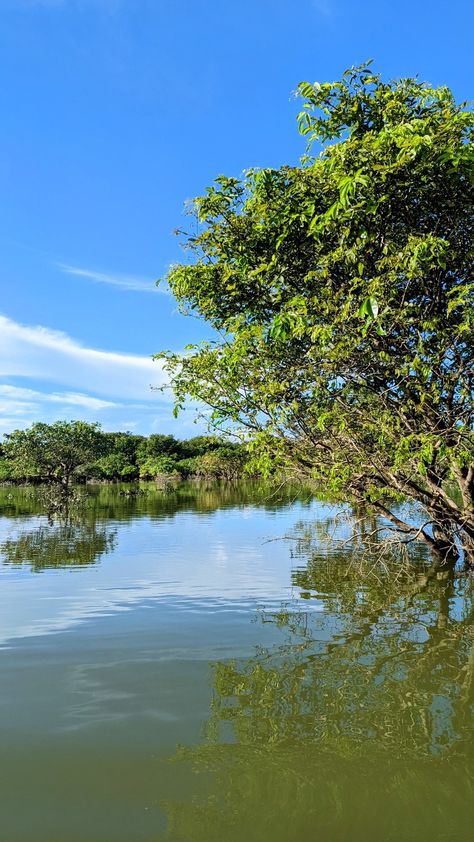 Sylhet Sundarbans Forest, River Water, Wild Animals Pictures, River Landscape, Animals Pictures, Banyan Tree, Village Life, Flora And Fauna, Wild Animals