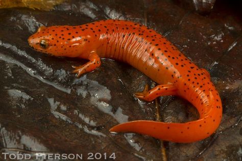 Red Salamander, Amphibians, Reptiles, Mammals, Georgia, Animals, Red, Black