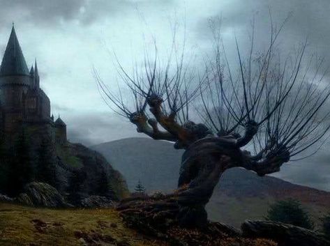 Trivia Answer! The Whomping Willow was planted to disguise the entry to the Shrieking Shack, which is where Lupin would hide every month… Shrieking Shack, Harry Potter 2001, Whomping Willow, Deathly Hallows Part 1, Magical Tree, Images Harry Potter, Goblet Of Fire, Prisoner Of Azkaban, Tree Hugger