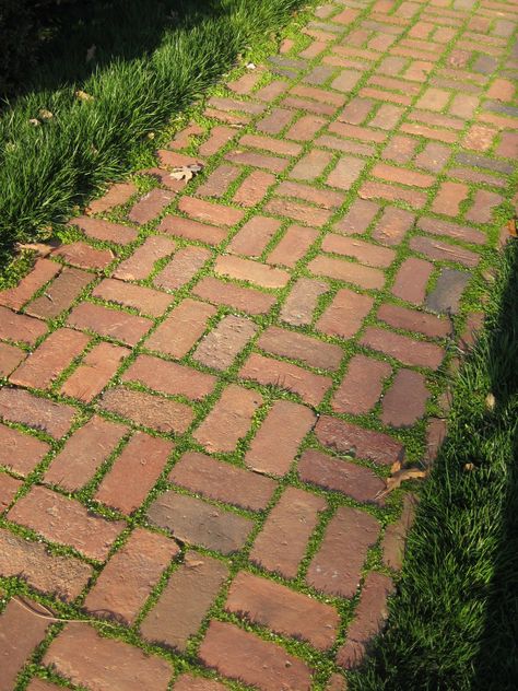 Pergola Walkway, Pathway Ideas, Brick Pathway, Garden Pergola, Brick Patio, Brick Path, Brick Walkway, Brick Garden, Garden Walkway