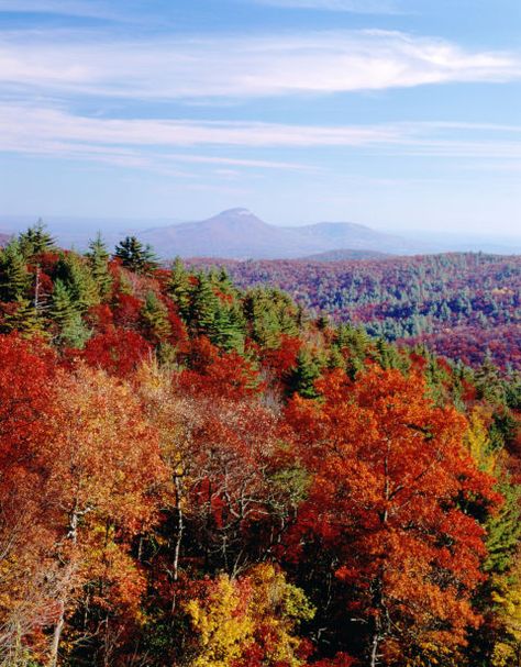 This leaf peeping season, escape the crowds to discover vibrant fall colors at these hidden gems. Georgia Fall, Clayton Georgia, Fall Scenes, Chattahoochee National Forest, Colorful Mountains, North Georgia Mountains, Leaf Peeping, Autumn Harvest, Mountain Town