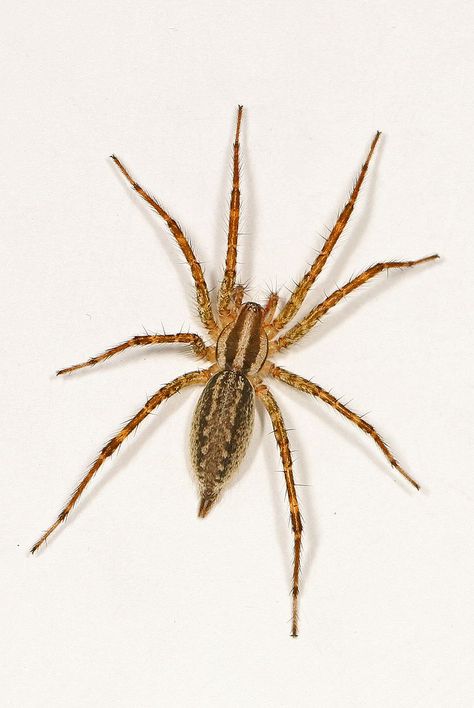 Spider Bite Symptoms, Common Spiders, Dangerous Spiders, Funnel Web Spider, Arachnids Spiders, Get Rid Of Spiders, Brown Recluse, Insect Photography, Spider Tattoo