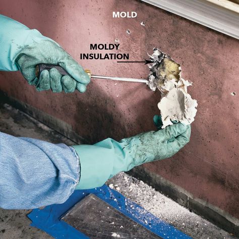 How To Remove Mold: Mold Remediation — The Family Handyman How To Remove Mold, Remove Mold, Cleaning Mold, Shop Vacuum, Mold Remediation, Types Of Mold, Drywall Screws, Dyi Projects, Mold Remover