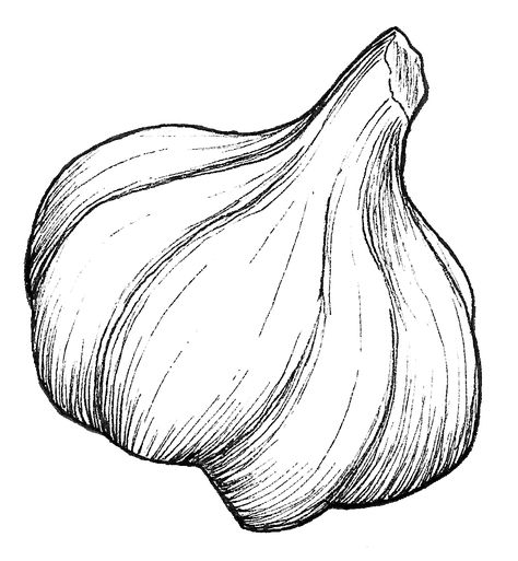 Natural Objects Sketch, Garlic Sketch, Garlic Drawing, Garlic Art, Kitchen Clipart, Drawn Food, Vegetable Drawing, Garden Clipart, Natural Objects