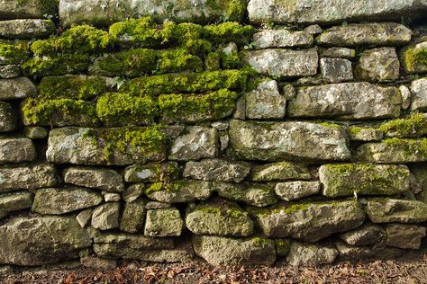 Moss On Stone Wall, Moss Stone Wall, Stone Fence, Forest Mural, Dry Stone Wall, Drawing Examples, Dry Stone, Moss Wall, Very Scary