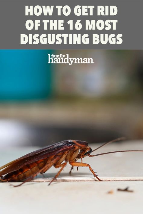 How to Get Rid of the 16 Most Disgusting Bugs Household Bugs, Palmetto Bugs, Home Pest Control, Pantry Moths, House Bugs, Pest Control Plants, Ant Problem, Get Rid Of Spiders, Kill Bugs