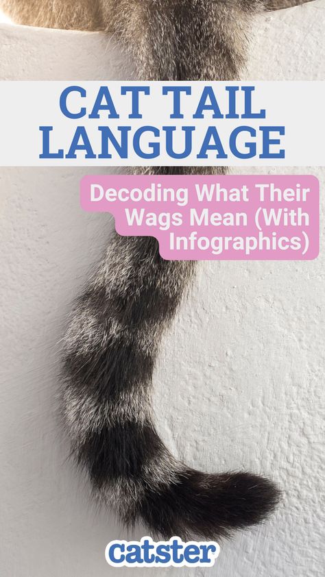 Though we don’t always know for sure what their tail is trying to tell us, we can extrapolate what they’re potentially saying based on the situation and other body language signs. Cat Tail Meaning, Cat Language Signs, Cat Tail Language, Cat Body Language, Body Language Signs, Cat Language, Cat Body, Tail Wagging, Cat Tail