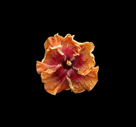 Single Flower Wallpaper, Object Aesthetic, Flower Widget, Flowers Black Background, Flower App, Orange Icons:), Widget Ideas, Flower Icons, Dark Flowers