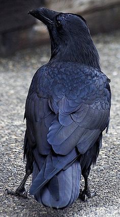 Corvid | Crow | Raven | Rook | La Corneille | Il Corvo | 烏 | El Cuervo | ворона | 乌鸦 | Quoth The Raven, Raven Bird, Black Birds, Crow Art, Raven Tattoo, Jackdaw, Raven Art, Crows Ravens, The Raven