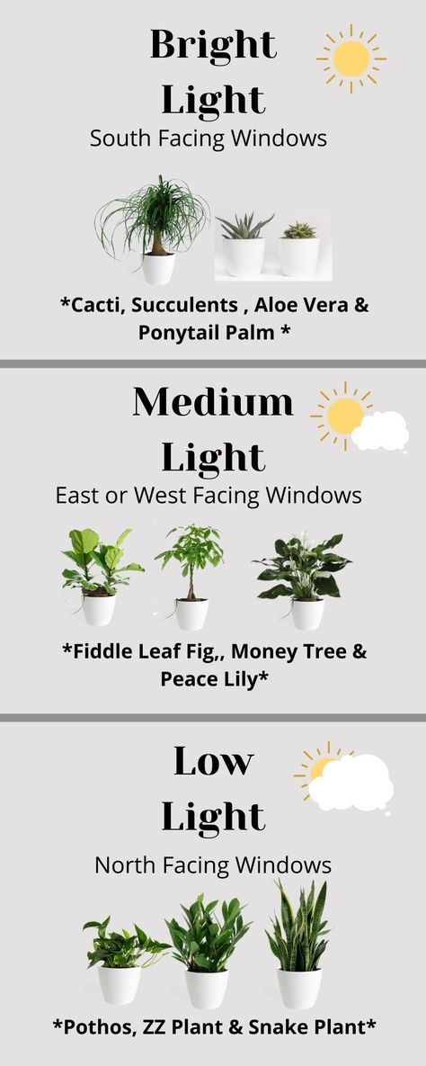 Windows Plants Indoor, Plants That Dont Need A Lot Of Sunlight, Type Of Plants Houseplant, Different Plant Types, Plant Location In Home, When To Bring Plants Indoors, Different Plants And Their Meanings, Indoor Plant Species, Houseplant Light Guide