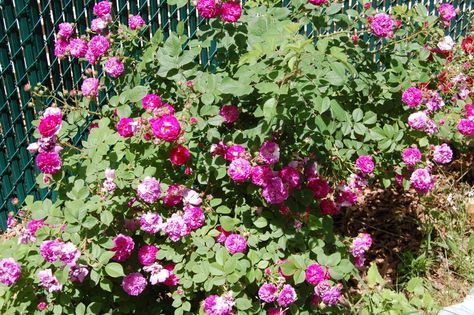 If you only have room for one heirloom rose, plant the Seven Sisters Rose and you won't have to settle for just one color! Seven Sisters Rose, The Seven Sisters, Backyard Trampoline, Rose Plant, Heirloom Roses, Seven Sisters, English Cottage Garden, Rose Bush, Beautiful Backyards