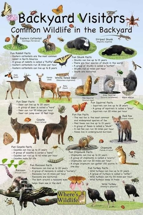 Certified Wildlife Habitat Yards, Nature Information, Wildlife Infographic, Wildlife Projects, Wildlife Ecology, Nature For Kids, Wildlife Biology, Wildlife Conservation Projects, Rabbit Facts