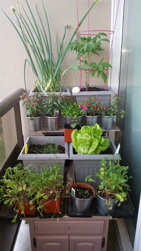 Balcony Container Garden, Mini Kitchen Garden, Tiny Balcony Garden, Gardening In Apartments, Apartment Garden Balcony, Boston Lettuce, Garden Ideas Budget Backyard, Mint Garden, Herb Garden Pots