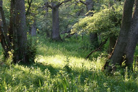 숲 사진, Nature Aesthetic, Pretty Places, Green Aesthetic, Grasses, Mother Earth, Pretty Pictures, Mother Nature, Happy Places