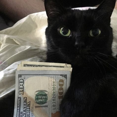 Cat With Money Pfp, Money Anime Pfp, Bios Ig, Gatos Cool, Sassy Cat, Gold Digger, Mini Craft, Adrien Agreste, A Black Cat