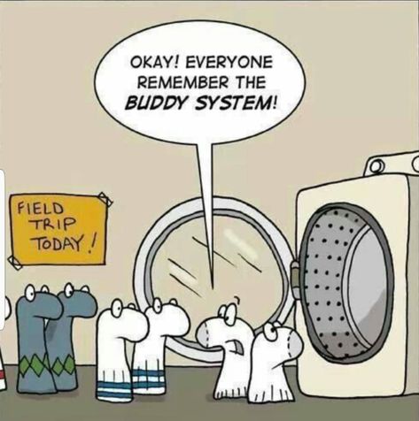 Buddy System Laundry Humor, Funny P, Clean Humor, Funny Socks, E Card, A Cartoon, Funny Cartoons, A Sign, Field Trip