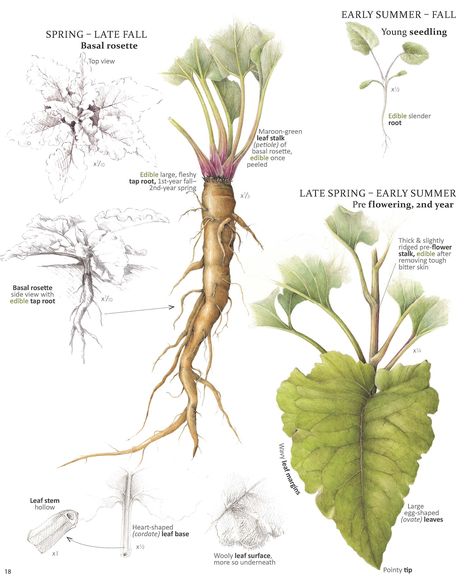 Burdock-Arctium minus 1 Wild Foraging, Edible Wild Plants, Magia Das Ervas, Burdock Root, Healing Plants, Illustration Botanique, Wild Edibles, Plant Identification, Wild Food