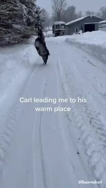 Carl leading me to his warm place - ) Funny Goats, Instagram Humor, Goats Funny, Cute Animal Videos, Varanasi, Cute Creatures, Sweet Animals, Cute Little Animals, Animal Memes